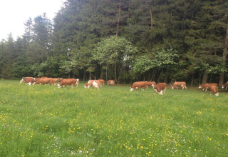 Cows grazing on a wildflower meadow near trees at Haus Wasser cabin in Germany.