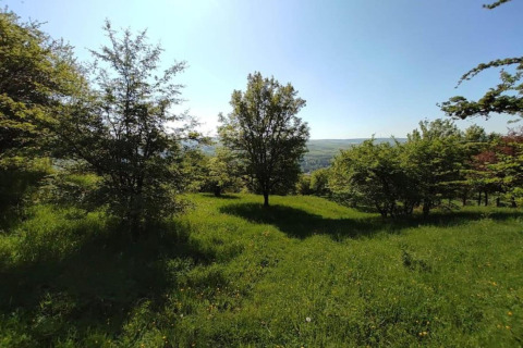 Champ verdoyant et arbres sous un ciel bleu clair au Resort «Echternacherbrück 2» en Allemagne.