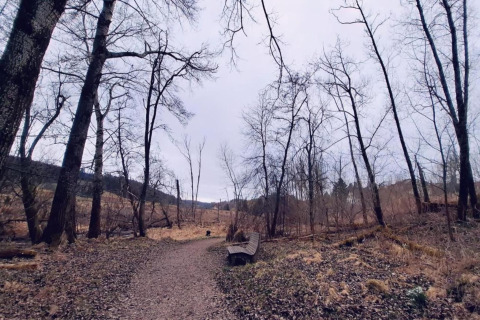 Woodland path near Haus Wasser cabin in Germany, wintertime with leafless trees and a bench by the trail.