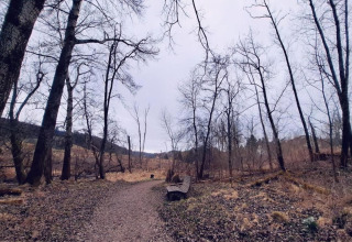 Woodland path near Haus Wasser cabin in Germany, wintertime with leafless trees and a bench by the trail.