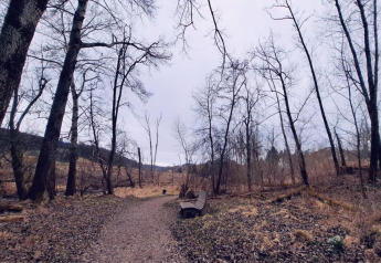 Woodland path near Haus Wasser cabin in Germany, wintertime with leafless trees and a bench by the trail.