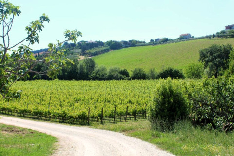 Vista su vigne lussureggianti e colline ondulate dalla tenda safari Tenda 1 in Italia in una giornata soleggiata.