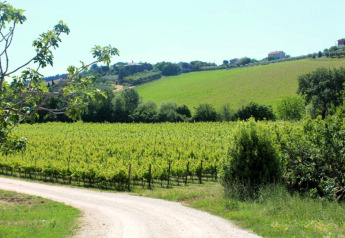 Uitzicht op weelderige wijngaarden en glooiende heuvels vanaf safaritent Tenda 1 in Italië op een zonnige dag.