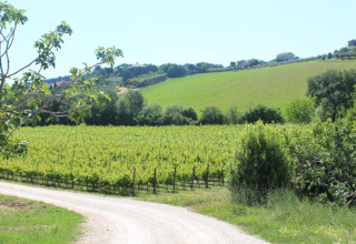 Uitzicht op weelderige wijngaarden en glooiende heuvels vanaf safaritent Tenda 1 in Italië op een zonnige dag.