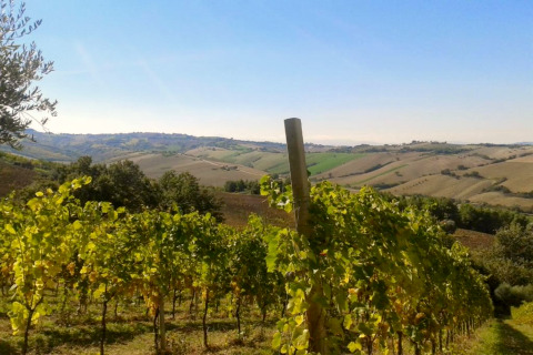 Vista dalla tenda safari Tenda 1 in Italia, con vigneti rigogliosi e dolci colline sullo sfondo.