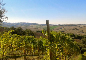 Uitzicht vanaf safaritent Tenda 1 in Italië op groene wijngaarden en glooiend heuvellandschap.