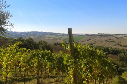 Uitzicht vanaf safaritent Tenda 1 in Italië op groene wijngaarden en glooiend heuvellandschap.