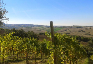 Uitzicht vanaf safaritent Tenda 1 in Italië op groene wijngaarden en glooiend heuvellandschap.