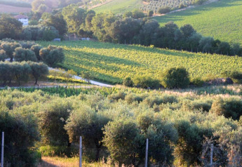 Uitzicht vanaf safaritent 'Tenda 1' in Italië op groene velden, bomen en rustig platteland.