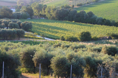 Uitzicht vanaf safaritent 'Tenda 1' in Italië op groene velden, bomen en rustig platteland.