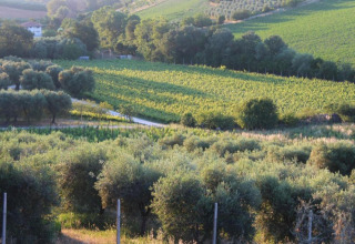 Uitzicht vanaf safaritent 'Tenda 1' in Italië op groene velden, bomen en rustig platteland.