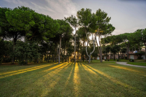 Sun rays filter through tall green pine trees onto a lawn near mobile homes at sunset in a serene park.