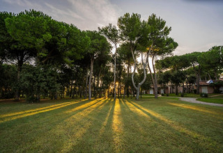 Sun rays filter through tall green pine trees onto a lawn near mobile homes at sunset in a serene park.