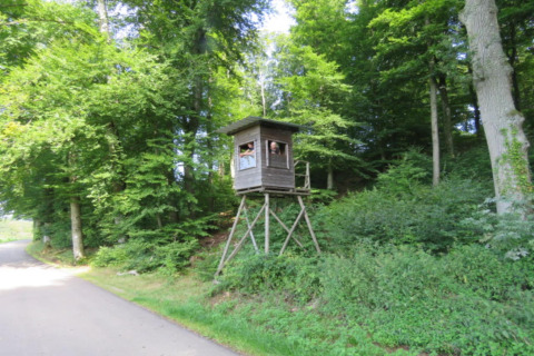 Een verhoogde jachthut in een groene bosrand, met iemand die uit het raam kijkt, vlakbij een weg.