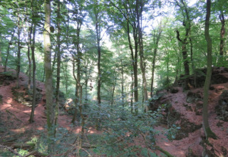 Vue d’un ravin boisé aux arbres verts et à la lumière du soleil, prise d’une tente safari en pleine nature.