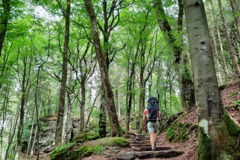 Un randonneur avec un sac à dos monte un sentier de forêt, entouré d’arbres verts et de mousses.