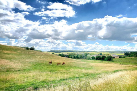 Vue sur une prairie verte avec des animaux qui paissent, ciel bleu et nuages près d'un safari-tente.