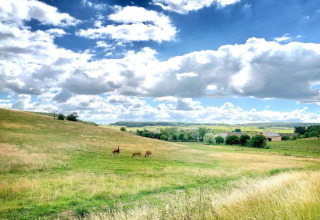 Vue sur une prairie verte avec des animaux qui paissent, ciel bleu et nuages près d'un safari-tente.