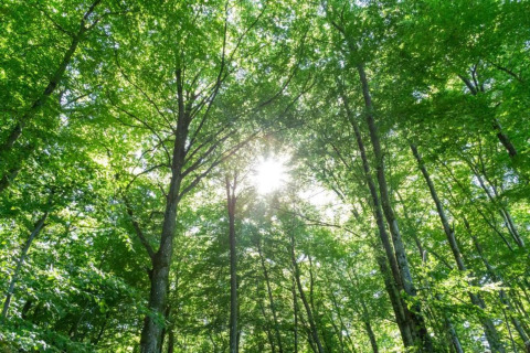 La lumière du soleil traverse les feuillages verts d'une forêt, vue depuis une tente safari en été.