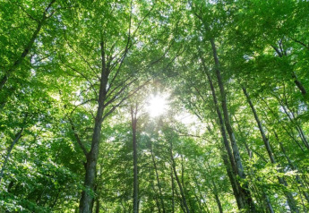 La lumière du soleil traverse les feuillages verts d'une forêt, vue depuis une tente safari en été.