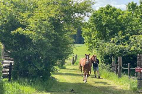 Een persoon wandelt met twee paarden over een grasweg, omgeven door bomen en landelijke natuur.