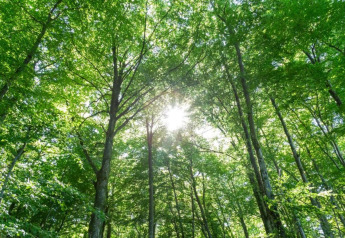 Sunlight filters through lush green forest trees at Camping Nommerlayen 2 in Luxembourg.