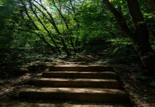 Stenen trappen lopen omhoog door een groene bosrijk omgeving, verlicht door zonlicht, bij een safaritent.
