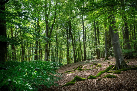 Groen bos met zonlicht en moswortels in de buurt van Resort «Auf Kengert 1» in Luxemburg.
