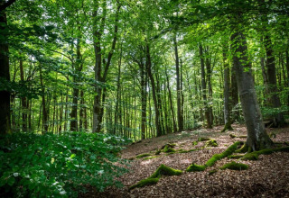 Forêt verdoyante avec racines moussues à proximité du Resort «Auf Kengert 1» au Luxembourg.