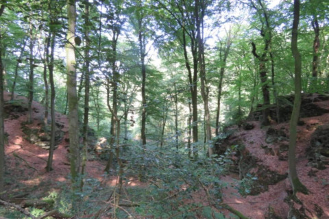 Forêt avec arbres et rochers près d’une tente safari au Resort Auf Kengert 1 au Luxembourg.