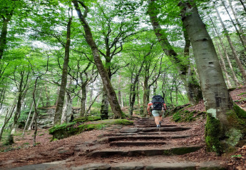Un randonneur avec un sac à dos monte un sentier forestier entouré d’arbres verts et de végétation dense.