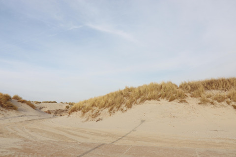 Sandy dunes with tall grasses under a blue sky near the Luxury Safari tent on Ameland, Netherlands.