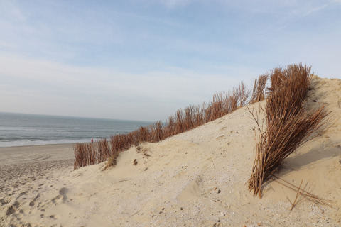 Dunas de arena con arbustos y vista al mar en la playa de Ameland, Países Bajos, bajo un cielo claro.