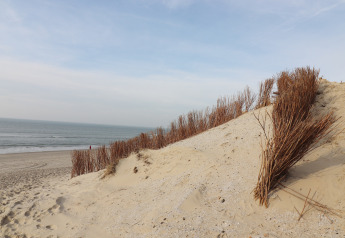 Sandklitter med en havudsigt og små buske ved stranden på Ameland, Holland, under en blå himmel.