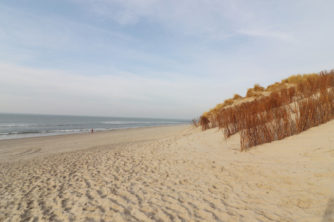 Strand og klitter ved Ameland med havudsigt, sand og græs under en klar himmel i Holland.