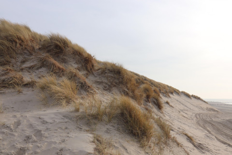 Dune di sabbia con erba sulla spiaggia di Ameland vicino a una tenda safari di lusso nei Paesi Bassi.