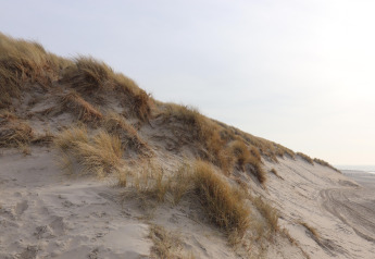 Sandy dunes with beach grass on Ameland, Netherlands, near a luxury safari tent by the coast.