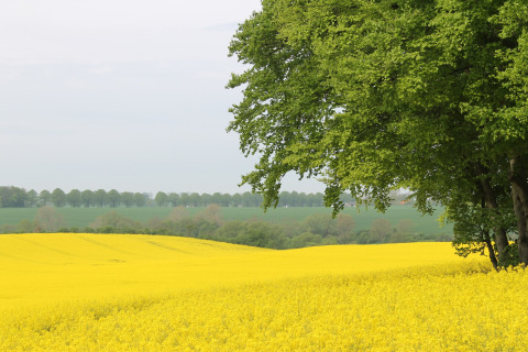 Campo di fiori gialli accanto ad alberi verdi sotto un cielo nuvoloso presso Ostseebad Rerik, Germania.