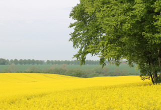 Campo di fiori gialli accanto ad alberi verdi sotto un cielo nuvoloso presso Ostseebad Rerik, Germania.