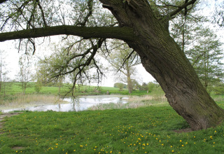Paesaggio con grande albero inclinato vicino a uno stagno, presso la cabina 'By Ostseebad Rerik' in Germania