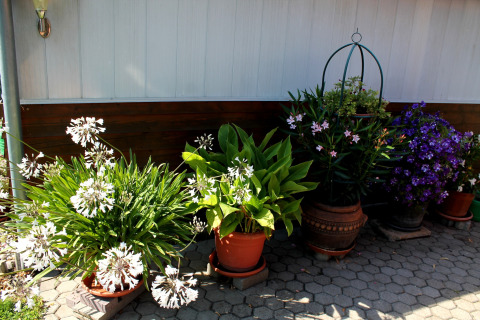 Giardino esterno alla cabina 'By Ostseebad Rerik' in Germania con piante fiorite in vaso vicino al muro.
