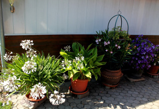 Buiten tuin bij het huisje 'By Ostseebad Rerik' in Duitsland, met bloeiende planten in potten bij een muur.