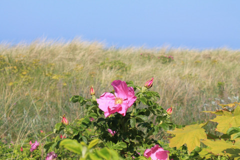 Roze bloem en knoppen in groene bladeren nabij duinen bij de cabin By Ostseebad Rerik, Duitsland.
