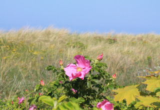 Fiore rosa e boccioli tra foglie verdi vicino alle dune presso la cabina By Ostseebad Rerik, Germania.