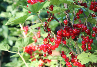 Grappoli di ribes rosso maturi su rami vicino a una baita a Ostseebad Rerik, Germania, in estate.