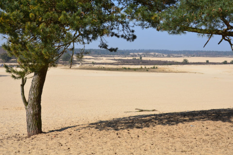 Vista de dunas arenosas y árboles en el parque recreativo «Duinhoeve 7» en los Países Bajos en un día soleado.