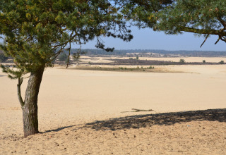 View of sandy dunes and trees at Recreation park «Duinhoeve 7» in the Netherlands on a sunny day.
