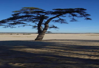 A solitary tree stands on sandy terrain at Recreation park Duinhoeve 7, Netherlands, beneath a clear blue sky.