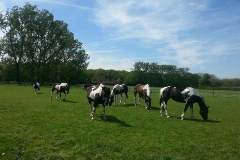 Paarden grazen op een groene weide onder blauwe lucht nabij een safaritent in Recreatiepark Duinhoeve.