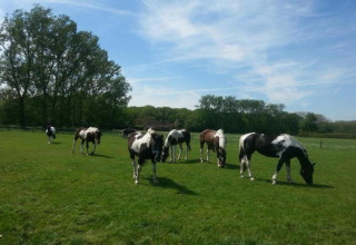 Caballos pastando en un campo verde bajo el cielo azul cerca de una tienda safari en el parque Duinhoeve.
